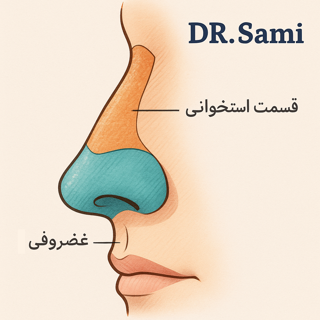 ساختار و عملکرد بینی - عمل بینی | دکتر سامی